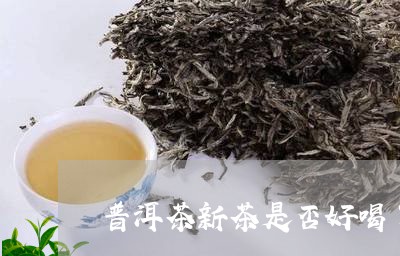 普洱茶新茶是否好喝了/2023082780724