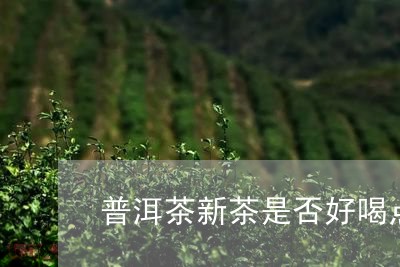 普洱茶新茶是否好喝点呢/2023110688151