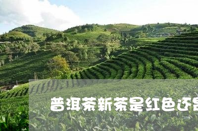 普洱茶新茶是红色还是绿色/2023110673614