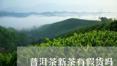 普洱茶新茶有假货吗/2023120527472