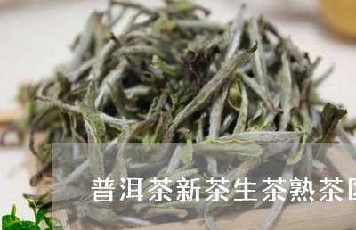 普洱茶新茶生茶熟茶区别/2023102466250