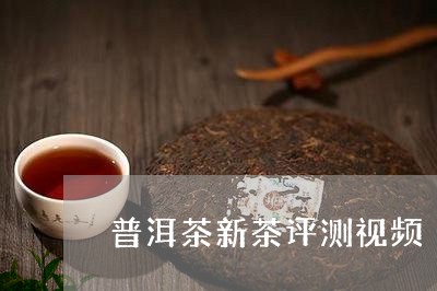 普洱茶新茶评测视频/2023120580515