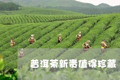 普洱茶新贵值得珍藏/2023120534928