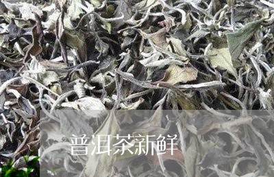 普洱茶新鲜/2023090568592