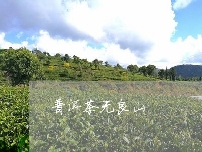 普洱茶无良山/2023121719582