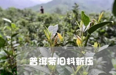 普洱茶旧料新压/2023120371717