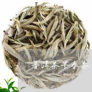 普洱茶早春茶/2023042843626