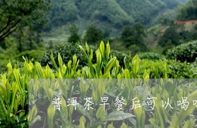 普洱茶早餐后可以喝吗/2023093037169