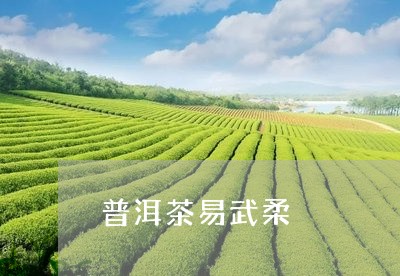 普洱茶易武柔/2023042963508