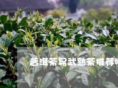 普洱茶易武熟茶推荐哪种/2023121782415