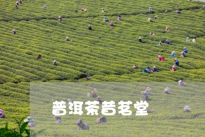 普洱茶昔茗堂/2023042819470