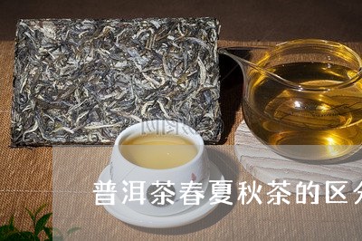 普洱茶春夏秋茶的区分/2023100710391