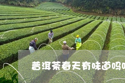 普洱茶春天有味道吗吗/2023062917590