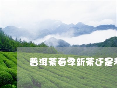 普洱茶春季新茶还是老茶/2023103156179