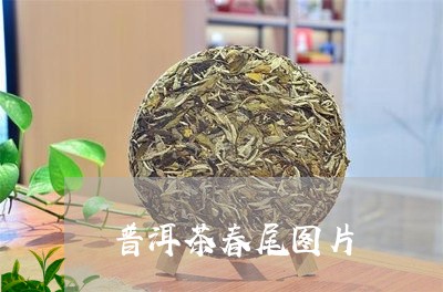 普洱茶春尾图片/2023102612627