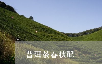 普洱茶春秋配/2023042812429