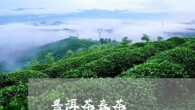 普洱茶春茶/2023090661740