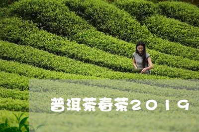 普洱茶春茶2019/2023070932703