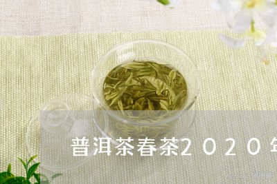 普洱茶春茶2020年/2023080366148