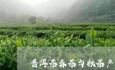 普洱茶春茶与秋茶产量一样吗/2023110651708