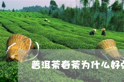 普洱茶春茶为什么好点/2023080266182