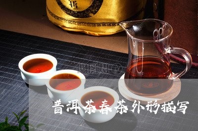 普洱茶春茶外形描写/2023091351917