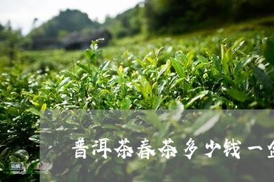 普洱茶春茶多少钱一盒/2023121782693