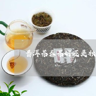 普洱茶春茶好还是秋茶/2023100799573