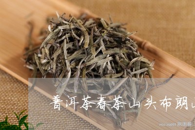 普洱茶春茶山头布朗山/2023073098504