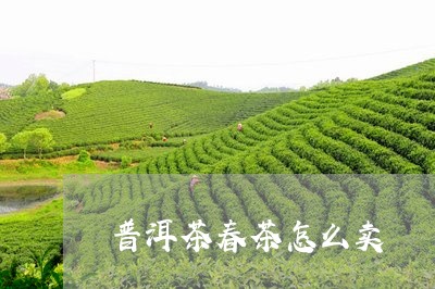 普洱茶春茶怎么卖/2023112663836