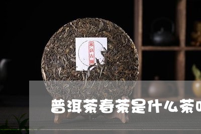 普洱茶春茶是什么茶叶/2023080274927