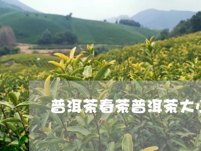 普洱茶春茶普洱茶大小/2023061459693