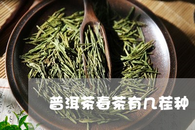 普洱茶春茶有几茬种/2023110350814