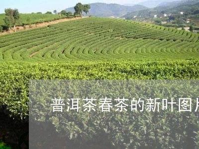 普洱茶春茶的新叶图片/2023100893958