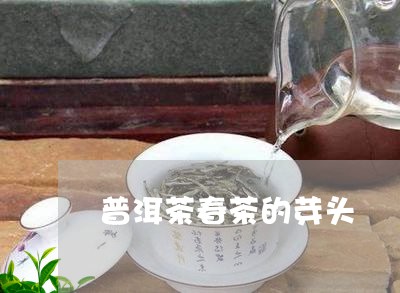 普洱茶春茶的芽头/2023120420593