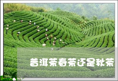 普洱茶春茶还是秋茶/2023070928390