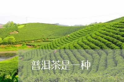 普洱茶是一种/2023090693725