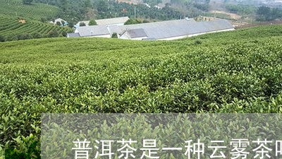 普洱茶是一种云雾茶吗/2023093027947