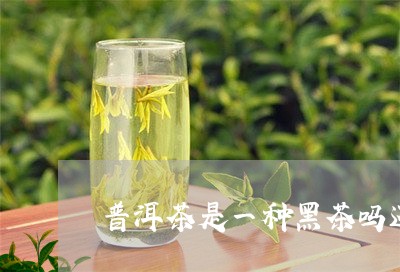 普洱茶是一种黑茶吗还是红茶/2023121713817