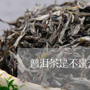 普洱茶是不是云南的茶种/2023120799672