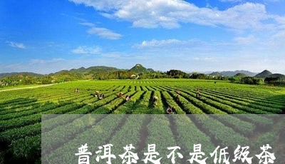 普洱茶是不是低级茶/2023070901706