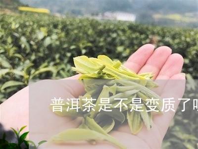 普洱茶是不是变质了呀/2023120636069