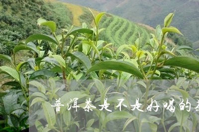 普洱茶是不是好喝的茶叶/2023112898259