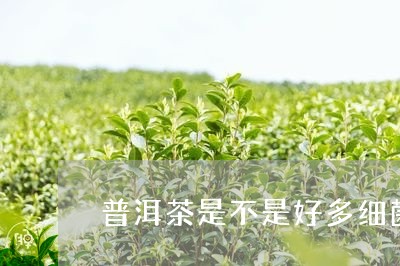 普洱茶是不是好多细菌发酵/2023121752704