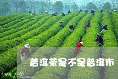 普洱茶是不是普洱市/2023070984837