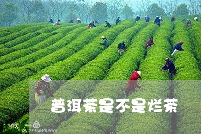 普洱茶是不是烂茶/2023083024047