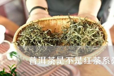 普洱茶是不是红茶系列/2023100629391