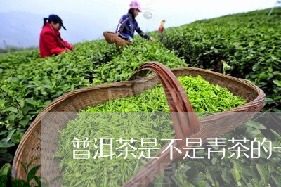 普洱茶是不是青茶的一种/2023120787068