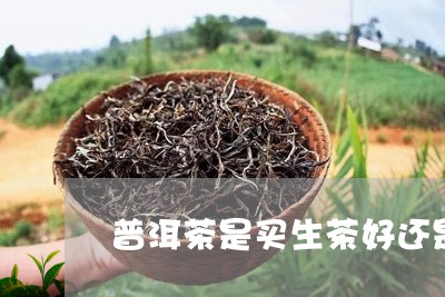 普洱茶是买生茶好还是熟茶好/2023052726161