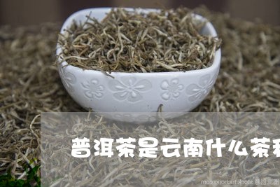 普洱茶是云南什么茶种/2023080301934